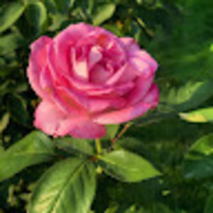 Meet your Posher, Rebecca